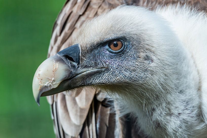 De Vale gier - Gyps fulvus aaseter bij uitstek van Rob Smit