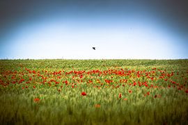 Klaproos-2 von Ljuba Vansteenkiste