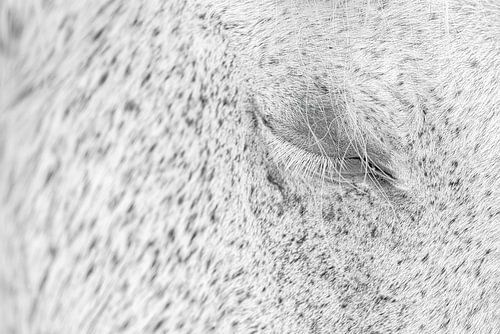 Ich bin müde.  Friedlich schlafendes Camargue-Pferd (Farbe)