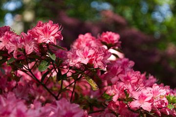 zachte roze rododendron van Jilian Dee Hamberg