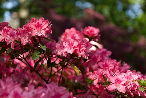 rhododendron rose tendre