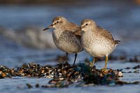 Pied beach runner