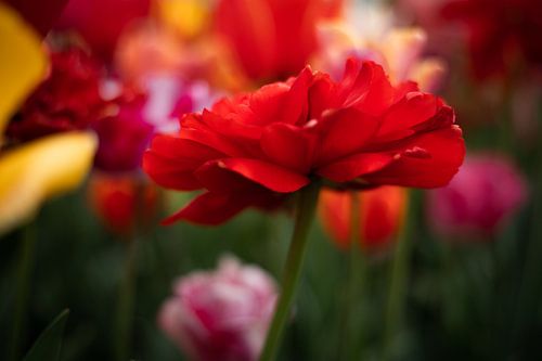 Tulips