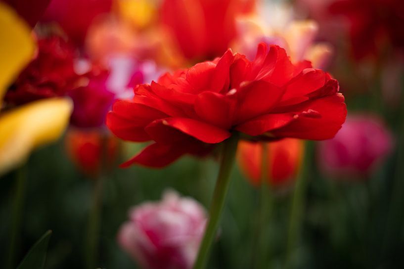 Tulpen van Lauw Design & Photography