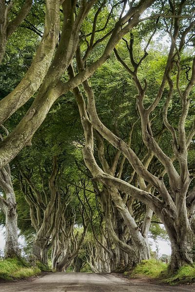 Dark Hedges Ireland by Jan de Jong
