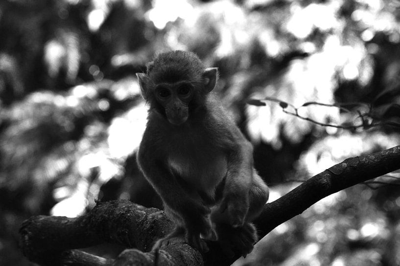 Nieuwsgierig aapje by Zoe Vondenhoff