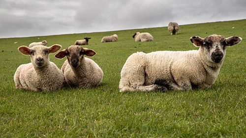 Regarde, il prend des photos de nous