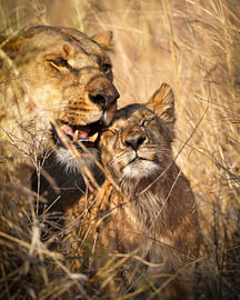 Lions sur Tom Zwerver