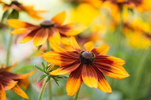 Het vlammende geel en oranje van de Zonnehoed (Rudbeckia Hirta Autumn colors)