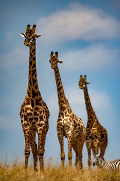 3 giraffen van Peter Michel