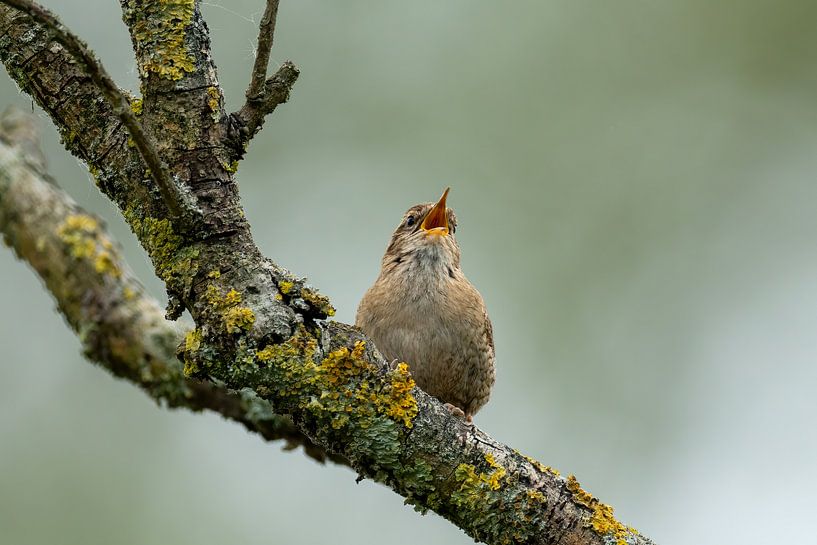 Wren (bird) on branch by Gianni Argese
