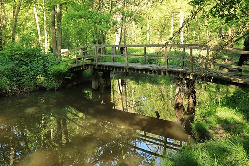 In den Wäldern von Annet van Heijster