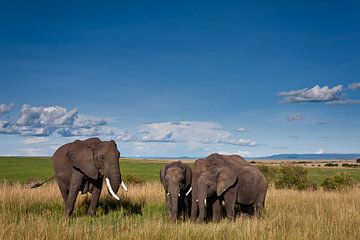 Elephants (Loxodonta africana) standing on plains with blue sky by Caroline Piek