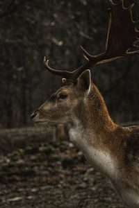 hirsch von Larsphotografie