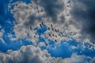 Ganzen in de lucht van FotoGraaG Hanneke thumbnail