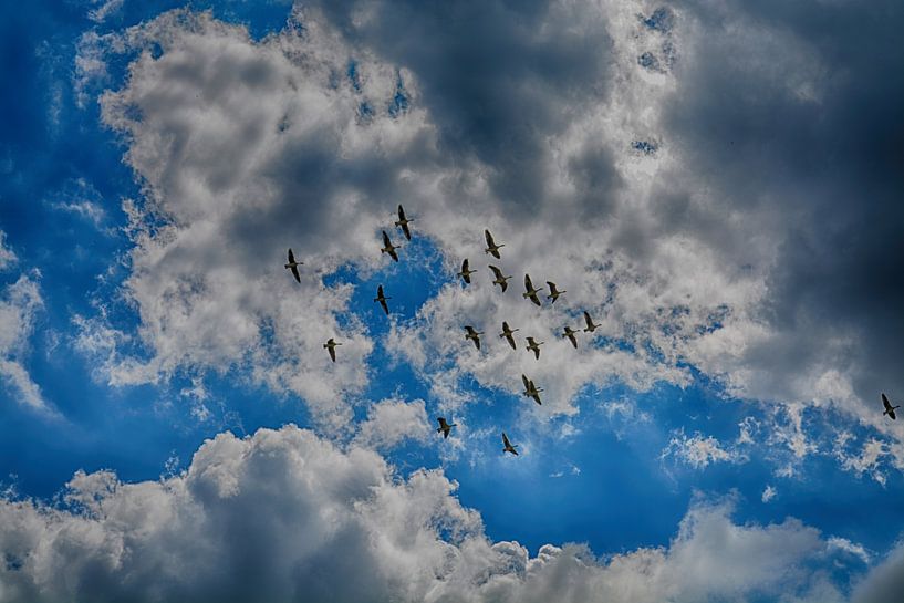 Ganzen in de lucht van FotoGraaG Hanneke