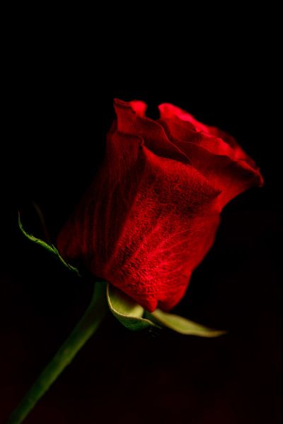 red rose by Saskia Schotanus