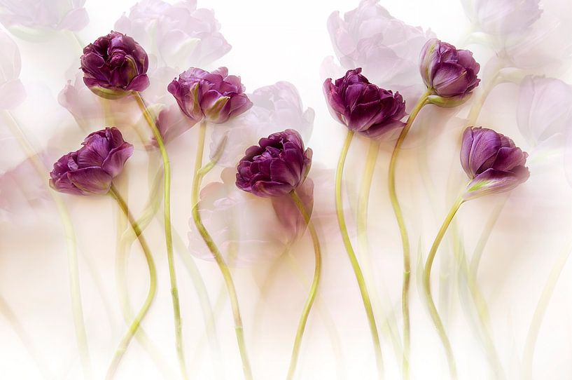 Tulpen (III) von Ellen van Deelen