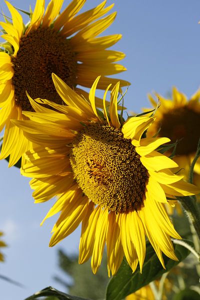 Sonnenblume von Christel Smits