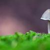 Mushroom by Evelyne Renske