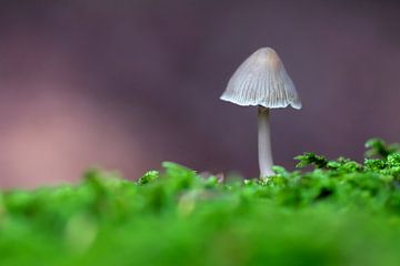 Champignon sur Evelyne Renske