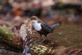 Waterspreeuw of Oost-Europese Waterspreeuw (Cinclus cinclus) Duitsland