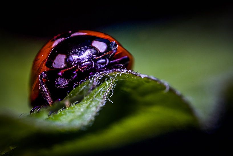 photo macro de coccinelle par Frank Ketelaar