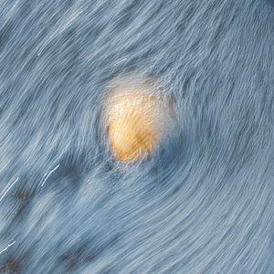 Coquillage dans les vagues