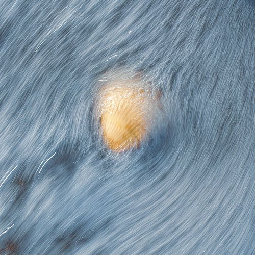 Coquillage dans les vagues sur Yanuschka | Fotografie Noordwijk
