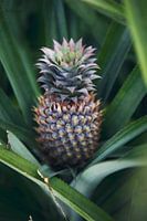 Ananas in het groen - Frans Polynesië reis fotografie print