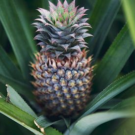 Ananas in grün - Französisch-Polynesien Reisefotografie Druck von Freya Broos