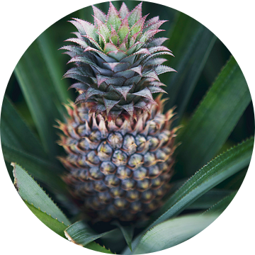 Ananas in het groen - Frans Polynesië reis fotografie print van Freya Broos