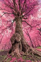 Unreal nature