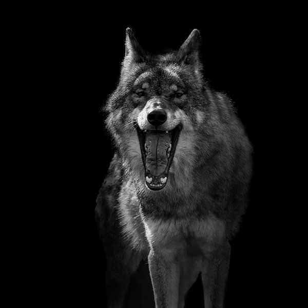 European Wolf, Canis lupus lupus lupus by Gert Hilbink