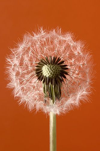 Oranje!... met een paardenbloem pluizenbol