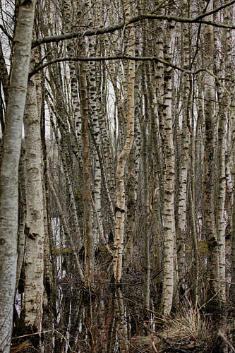 berkenbos, berkenstammen, bos