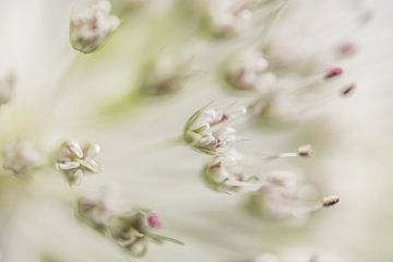 Abstraktes Weiß: Die Blüten im Herzen einer Astrantia Major von Marjolijn van den Berg