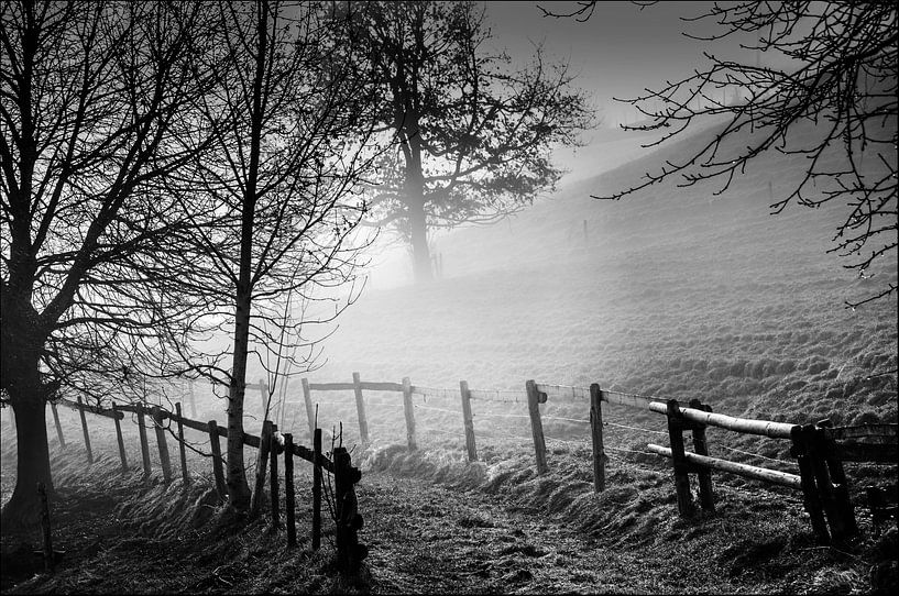 Nebelmorgen - foggy morning von Reiner Borner