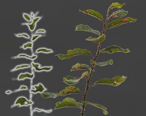 autumn impression by Ruud Otter