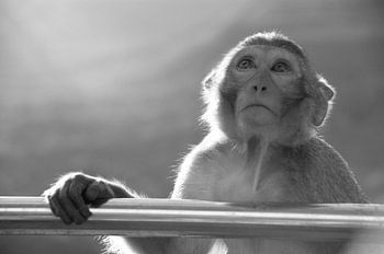 Affe auf dem Gipfel des Popa Mountain in Myanmar