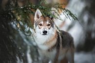 Wolf hond portret in de winter van Lotte van Alderen thumbnail