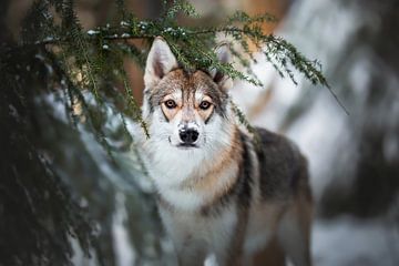Wolf hond portret in de winter van Lotte van Alderen