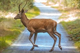 Spitser over fietspad by Menno Bausch