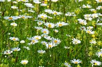 Margrieten