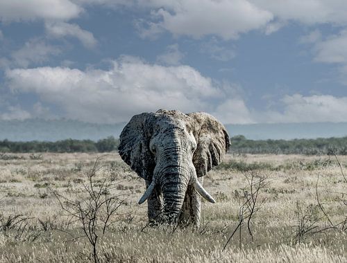 Éléphant dans la savane