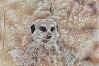 Meerkat