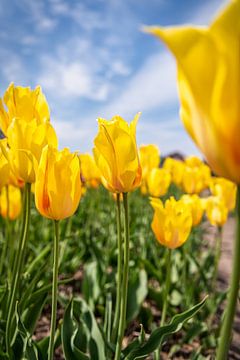 Tulipes jaunes enchanteresses sous un ciel hollandais