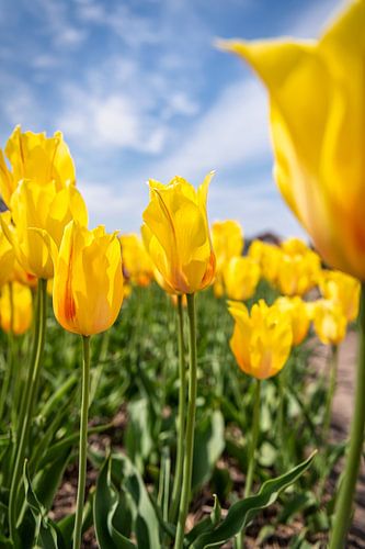 Betoverende Gele Tulpen onder een Hollandse Hemel