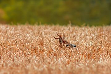 un chevreuil mâle (Capreolus capreolus) se tient dans un champ de blé sur Mario Plechaty Photography