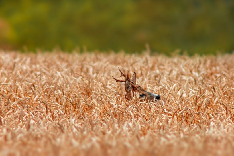 ein Reh bock (Capreolus capreolus) steht in einem Weizenfeld von Mario Plechaty Photography